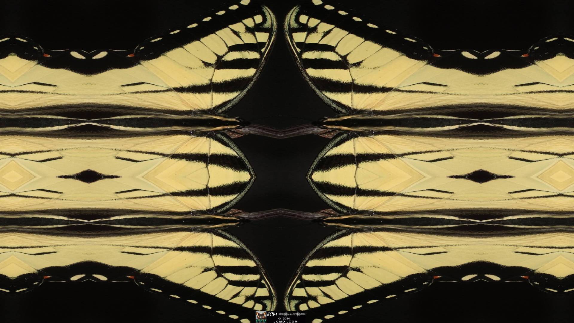 Western Tiger Swallowtail (Papilio rutulus) Quadroscopic artwork image